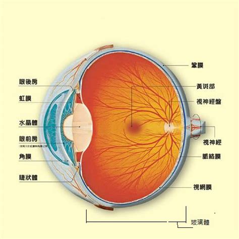 眼形狀|【護眼百科】 眼的構造及功能－眼的構造精巧 功能獨特